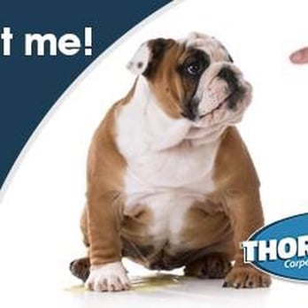 Thoro-Clene - Got Pets??? We can take care of that too!!!! - Carpet Cleaning Near Me - Farr West, Utah Thoro-Clene - Got Pets??? We can take care of that too!!!! - Carpet Cleaning Near Me - Farr West, Utah