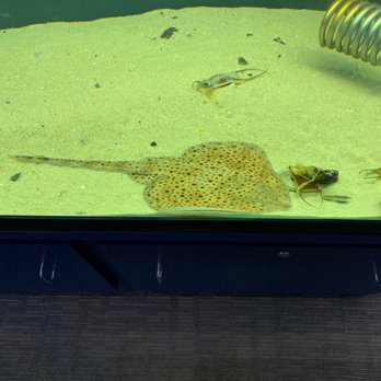 Glen Echo Park Aquarium - Little Skate - Aquariums Near Me - Glen Echo, Maryland Glen Echo Park Aquarium - Little Skate - Aquariums Near Me - Glen Echo, Maryland