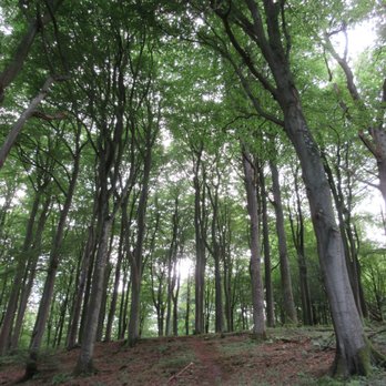 Kullaleden SL 5 Kullen - Arild - nice trees - Hiking Near Me - Mölle, M Kullaleden SL 5 Kullen - Arild - nice trees - Hiking Near Me - Mölle, M
