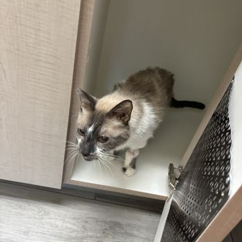 Rialto Cat Hospital - Cat goes into under counter cabinet to hide and chill in exam room. - Veterinarians Near Me - Rialto, California Rialto Cat Hospital - Cat goes into under counter cabinet to hide and chill in exam room. - Veterinarians Near Me - Rialto, California