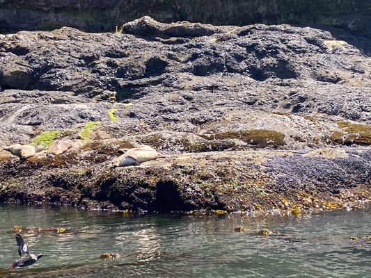 Whale's Tail Charters by null