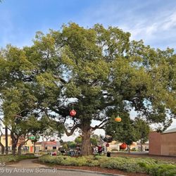 Paramount City Hall - Christmas at Hay Tree