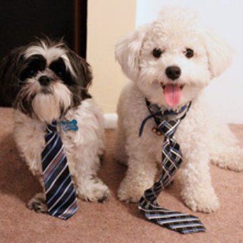 Valley Animal Hospital - MY FUR BABY!!! - Veterinarians Near Me - Van Nuys, California Valley Animal Hospital - MY FUR BABY!!! - Veterinarians Near Me - Van Nuys, California