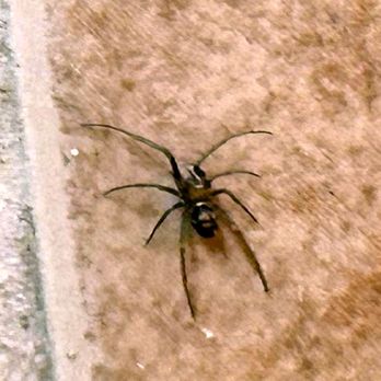 Maywood Pest Control - Pest Control Near Me Maywood Pest Control - Pest Control Near Me
