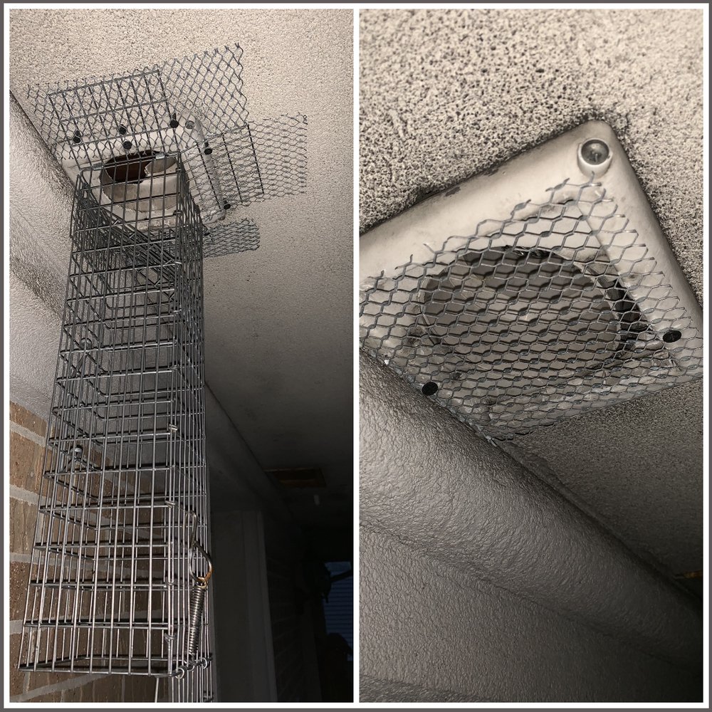 THE BEST PEST SECRET 39 Photos Pest Control Brooklyn, NY Phone