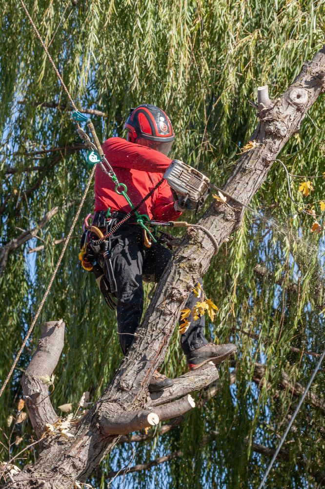 Joshua Tree Lawn and Garden - tree service in Valley Center, KS