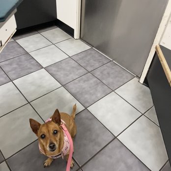 The Honolulu Pet Clinic - Veterinarians Near Me - Honolulu, Hawaii