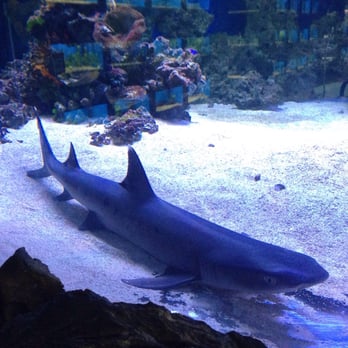 Big Al's - Shark Tank - Pet Stores Near Me - Edmonton, Alberta Big Al's - Shark Tank - Pet Stores Near Me - Edmonton, Alberta