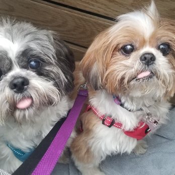 Lhasa Happy Homes - George and Gracie. LLH Alumni!! - Pet Adoption Near Me - Santa Monica , California Lhasa Happy Homes - George and Gracie. LLH Alumni!! - Pet Adoption Near Me - Santa Monica , California