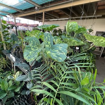 Koolau Farmers - Alocasio Hilo Beauty - Nurseries & Gardening Near Me - Honolulu, Hawaii