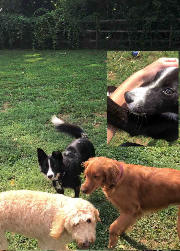 KSQ DOG RANCH Updated September 2024 Square, Pennsylvania