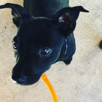 Tri-Valley Animal Rescue - Thanks TVAR for this awesome pup! She's wonderful ~ - Animal Shelters Near Me - Dublin, California