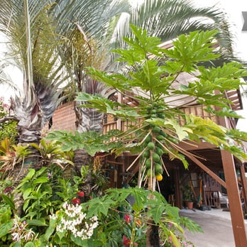 Balai Kona - Front of the house...and papaya tree! - Bed & Breakfast Near Me - Kailua-Kona, Hawaii