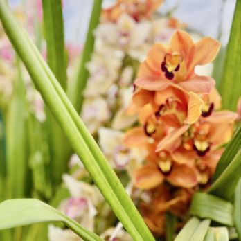 The Flower Fields - Venues & Event Spaces Near Me - Carlsbad, California