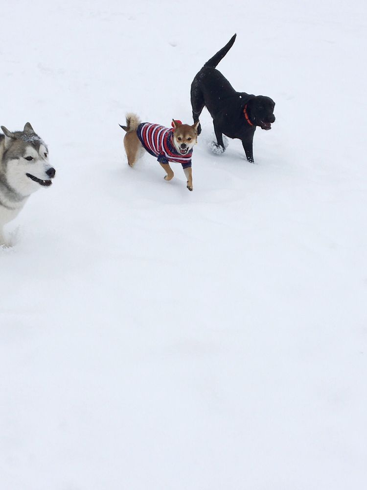 WRENTHAM DOG PARK 21 Photos & 27 Reviews Ave & North St