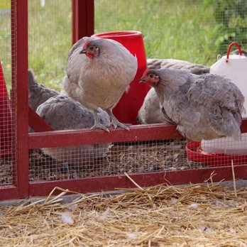 Avalon lavender farm - Lavender chickens :)). So cute and fluffy. - Farms Near Me - Orangeville, Ontario Avalon lavender farm - Lavender chickens :)). So cute and fluffy. - Farms Near Me - Orangeville, Ontario