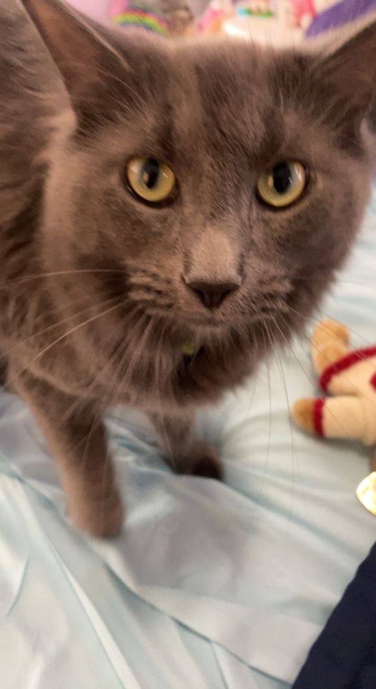 CAPITAL KITTY CAT RESORT Updated September 2024 22 Photos & 25