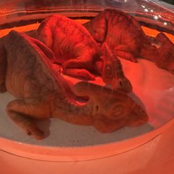 Jurassic World The Exhibition