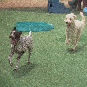 Boulder Falls Pet Resort - Lulu and her best friend having the best time at Boulder Falls Pet Resort! - Pet Groomers Near Me - Phoenix, Arizona Boulder Falls Pet Resort - Lulu and her best friend having the best time at Boulder Falls Pet Resort! - Pet Groomers Near Me - Phoenix, Arizona