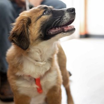 VetIQ Petcare - Veterinarians Near Me - Delaware, Ohio VetIQ Petcare - Veterinarians Near Me - Delaware, Ohio