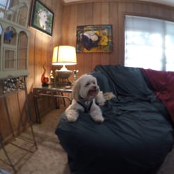 Matthew's Dog Sitting