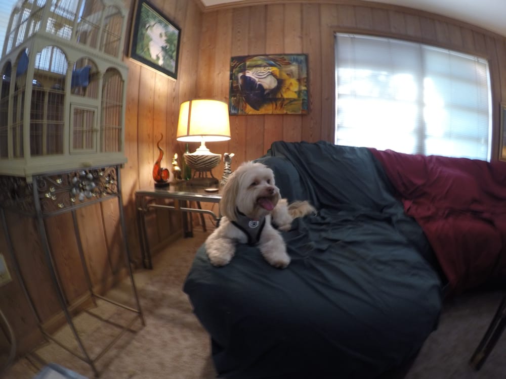 MATTHEW’S DOG SITTING Updated September 2024 10 Photos Delray