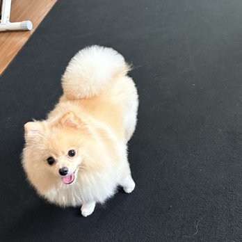 Top Grooming - Pet Groomers Near Me - Gardena, California