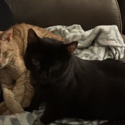 Eclipse Specialty and Emergency Pet Care - Molly and our cat Hammy the morning before she left us.