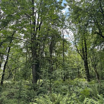 Soaring Eagle Regional Park - Green! - Hiking Near Me - Sammamish, Washington