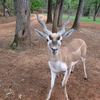 Cherokee Trace Drive Thru Safari - Parks Near Me - Jacksonville, Texas