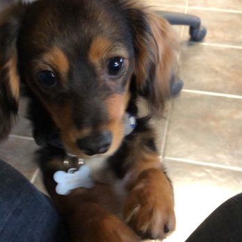Pacific Tax Professionals - Meet Frank, The Taxadoodle - Tax Services Near Me - Long Beach, California