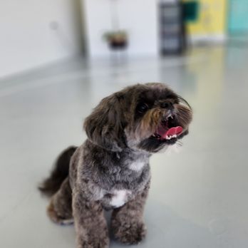 Bella Banana Pet Spa - Pet Groomers Near Me - Torrance, California Bella Banana Pet Spa - Pet Groomers Near Me - Torrance, California