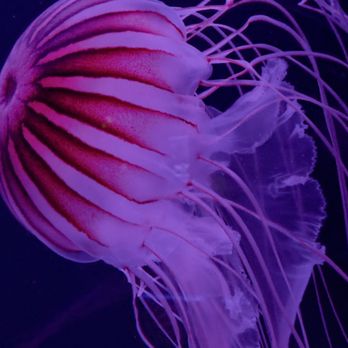 Jellyfish Museum - Museums Near Me - Pompano Beach, Florida Jellyfish Museum - Museums Near Me - Pompano Beach, Florida