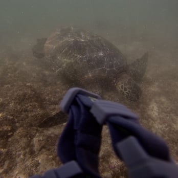 Hawaii Turtle Tours - Tours Near Me - Honolulu, Hawaii