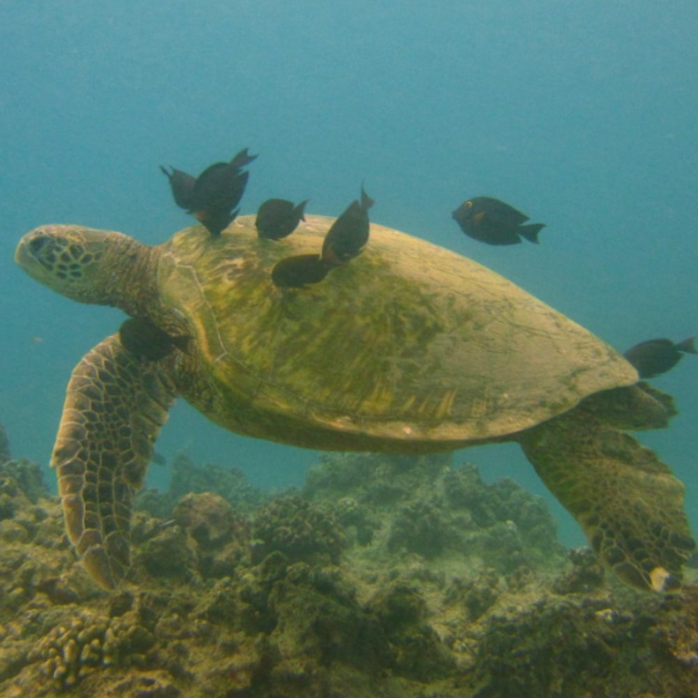 Oahu Diving - Scuba Diving Near Me - Honolulu, Hawaii