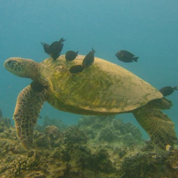 Oahu Diving - Scuba Diving Near Me - Honolulu, Hawaii Oahu Diving - Scuba Diving Near Me - Honolulu, Hawaii
