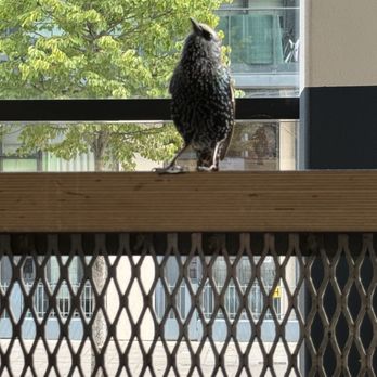 Lolly and Cooks - Our outside guest, a European Starling - Breakfast & Brunch Near Me - Dublin, D