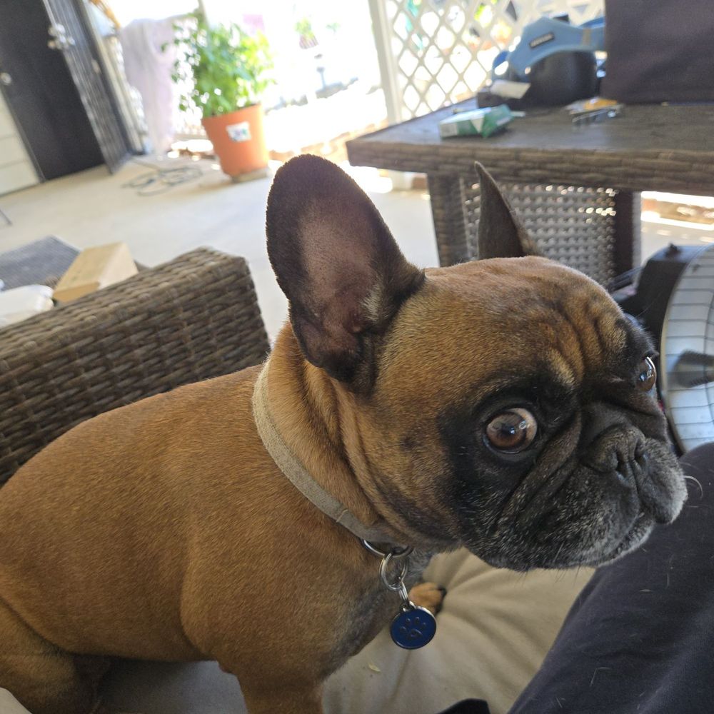 TOP 10 BEST Low Cost Pet Vaccinations in Fairfield, CA - Updated 2026 - Yelp