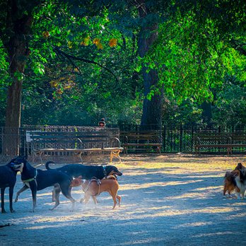 Tompkins Square Park Dog Run - Doggos doggo-ing - Dog Parks Near Me - New York, New York Tompkins Square Park Dog Run - Doggos doggo-ing - Dog Parks Near Me - New York, New York
