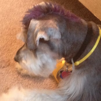 Professional Groom Room - Pet Groomers Near Me