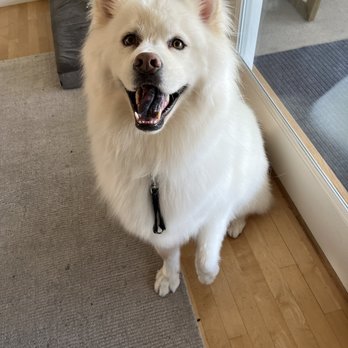 poshpetcare - Another happy customer. 5yo Samoyed boy. Looking spiffy as usual after doggie wash. - Pet Groomers Near Me - Los Angeles, California