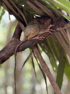 Philippine Tarsier Sanctuary by null