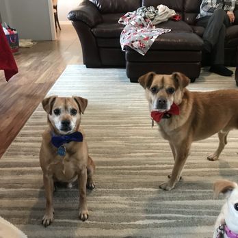 Wayside Waifs - Pedro, Buddy, and Queenie - Pet Services Near Me - Kansas City, Missouri