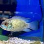 Photo of Reef Life Aquariums