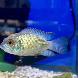 Reef Life Aquariums