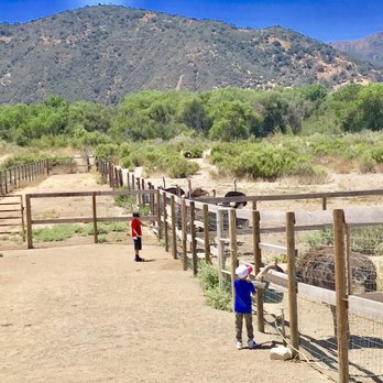Ostrichland USA - My kids enjoyed feeding them! - Attraction Farms Near Me - Solvang, California