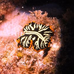 Tiger flatworm