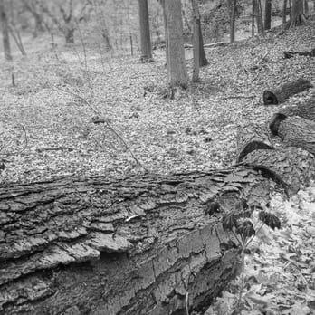 Arnold Arboretum - Parks Near Me - Boston, Massachusetts Arnold Arboretum - Parks Near Me - Boston, Massachusetts