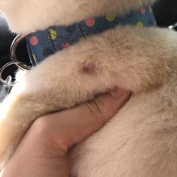 Angel Pet Grooming Gallery - cut on his shoulder :( - Pet Groomers Near Me - Placentia, California Angel Pet Grooming Gallery - cut on his shoulder :( - Pet Groomers Near Me - Placentia, California