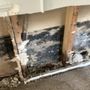 Photo of Mold Guys Of SWFL